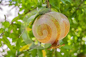 Pomegranates on tree banches in green nature. photo