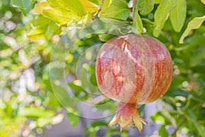 Pomegranates on tree banches in green nature. photo