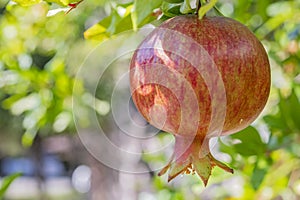 Pomegranates on tree banches in green nature. photo