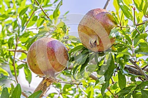 Pomegranates on tree banches in green nature. photo