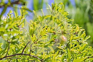 Pomegranates on tree banches in green nature. photo