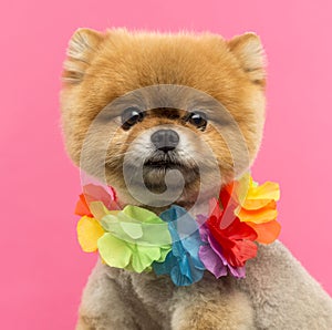 Close-up of a Pomeranian dog wearing a Hawaiian lei