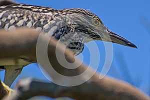 Close-up of a Pond Heron photo