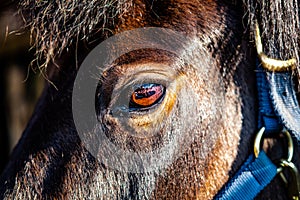 Close-up of a Ponies` left eye showing detail of the Iris etc.