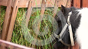 Close up pony eating grass in stable.