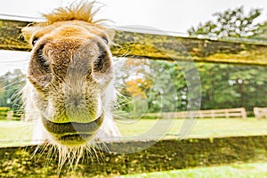 Close up of a pony`s snout between a wooden fence