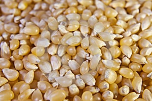 Close-up of popcorn kernels