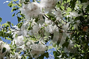 Close-up of poplar fluff on tree in spring