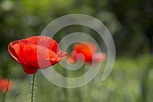 Close up of poppies in Hungary