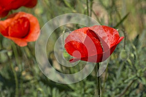 Close up of poppies in Hungary