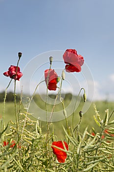 Close up of poppies in the sun