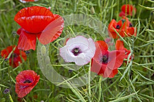 Close up of poppies