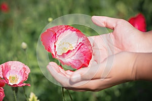 Close up poppy flower in teenage girl hand