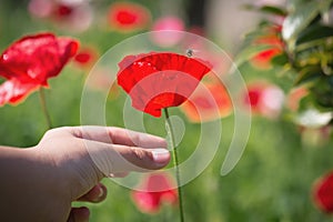 Close up poppy flower in teenage girl hand