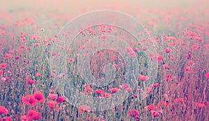 Close up of poppy flowers. Soft focus of poppy field. Pastel ton