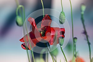 Close up poppy head. red poppy.Red poppy flowers field. Papaver