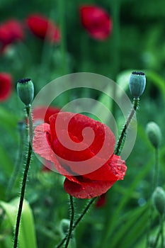 Close up poppy head. red poppy.Red poppy flowers field. Papaver rhoeas