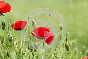 Close up poppy head. red poppy. Red poppy flowers field, close