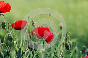 Close up poppy head. red poppy. Red poppy flowers field, close u