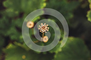 Close-up of Poppy Seed Head with Blurred Green Leafs in Background. Top View.