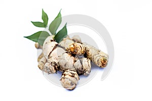 Close up of popular Indian & Asian raw organic herb or ayurvedic herb isolated on white i.e. Amba haldi or Mango ginger or white g