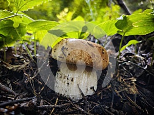 Close-up of a porcine mushroom