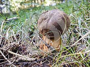 Close-up of a porcine mushroom