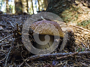 Close-up of a porcine mushroom