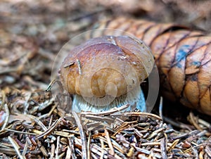Close-up of a porcine mushroom
