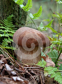 Mushrum in the forest photo