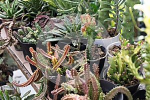 Close up of Porcupine huernia hystrix and other succulent plants