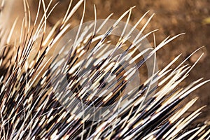 Close up of porcupine quills