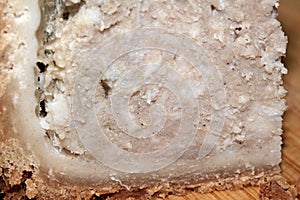 Close Up of a Pork Pie Slice for a Picnic