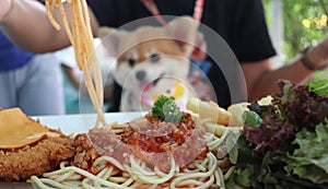 Close up of pork spaghetti with fluffy Pomeranian background