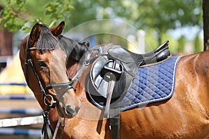 Close up of a port horse during competition under saddle outdoors