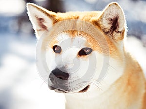 Close-up portait of adult Japanese Akita inu dog in winter