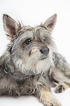 Close-up portait of a dog