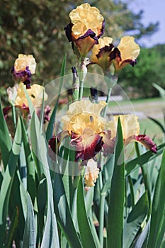 Tall bearded iris, Explicit, in sunny landscape photo
