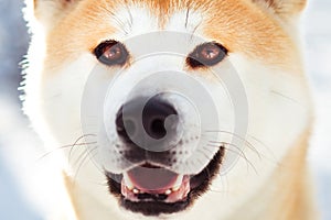 Close-up portait of smiling Japanese Akita inu dog in winter