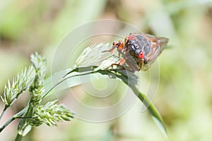 Close-up portrait of a 17 year cicada in the spring of 2021.Chesapeake and Ohio Canal National Historical Park.Maryland.USA