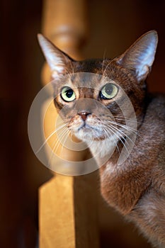 Close-up portrait Abyssinian cat on dark background