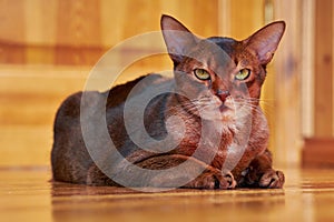 Close-up portrait Abyssinian cat with yellow eyes.