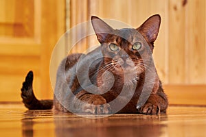 Close-up portrait Abyssinian cat with yellow eyes.