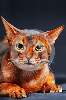 Close-up portrait Abyssinian cat with yellow eyes