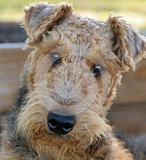 Close up portrait of adorable Airedale Terrier dog