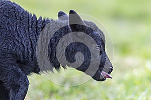 Close-up Portrait of Adorable Black Lamb with Tongue Out