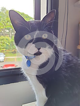 Close-up portrait of adorable black and white mongrel cat.