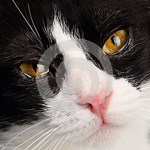 Close up portrait of an adorable black and white young cat with beautiful, moist with tears, dark amber eyes