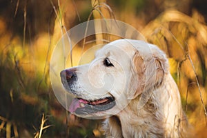 Close-up portrait of adorable dog breed golden retriever posing in the autumn forest at sunset