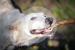 Close-up Portrait of adorable dog breed golden retriever takes Apport from owner hand. Games dogs and her master